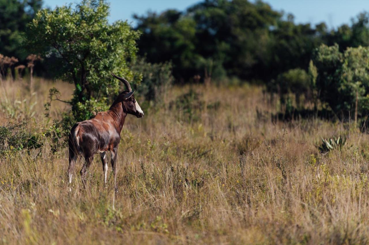 Thaba Eco Hotel Johannesburg Zewnętrze zdjęcie