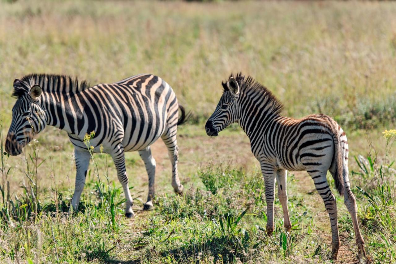 Thaba Eco Hotel Johannesburg Zewnętrze zdjęcie